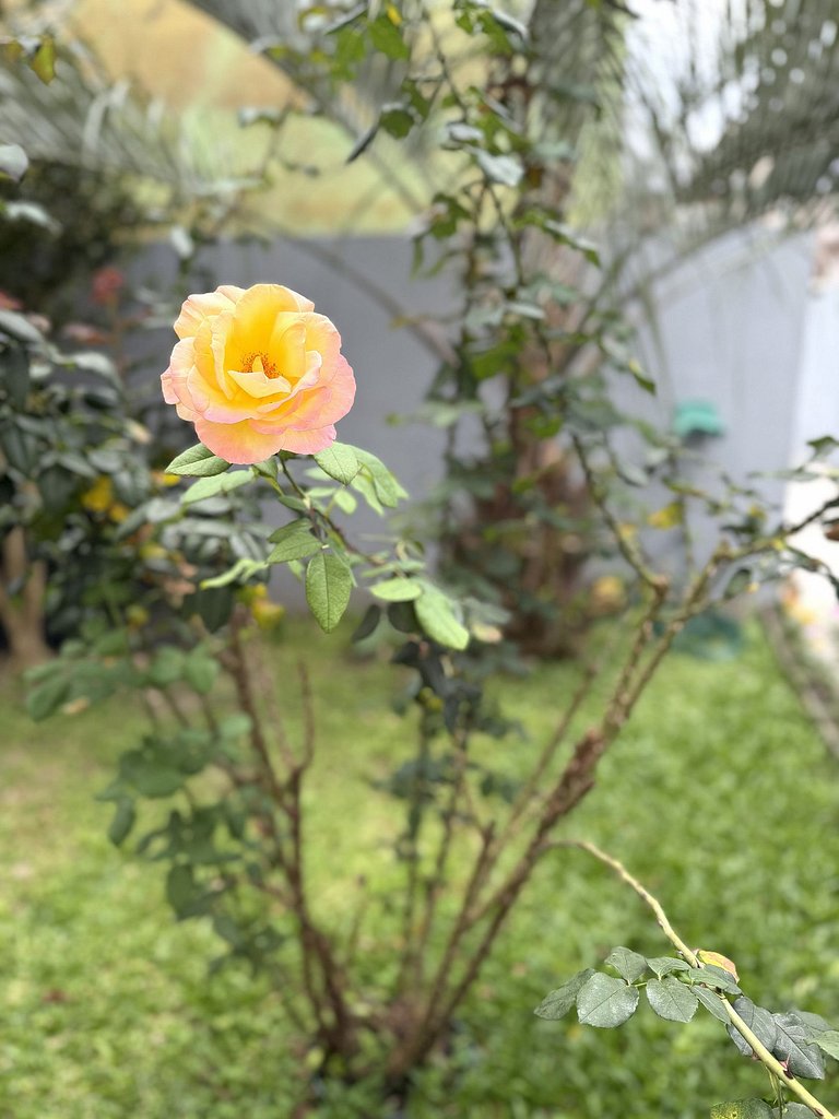 Wunderschönes Haus mit Pool in Campeche